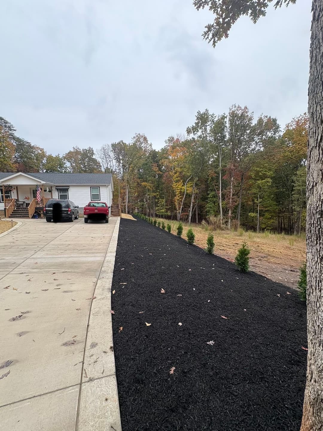 Driveway with newly landscaped black mulch and evergreen plants, surrounded by autumn trees.
