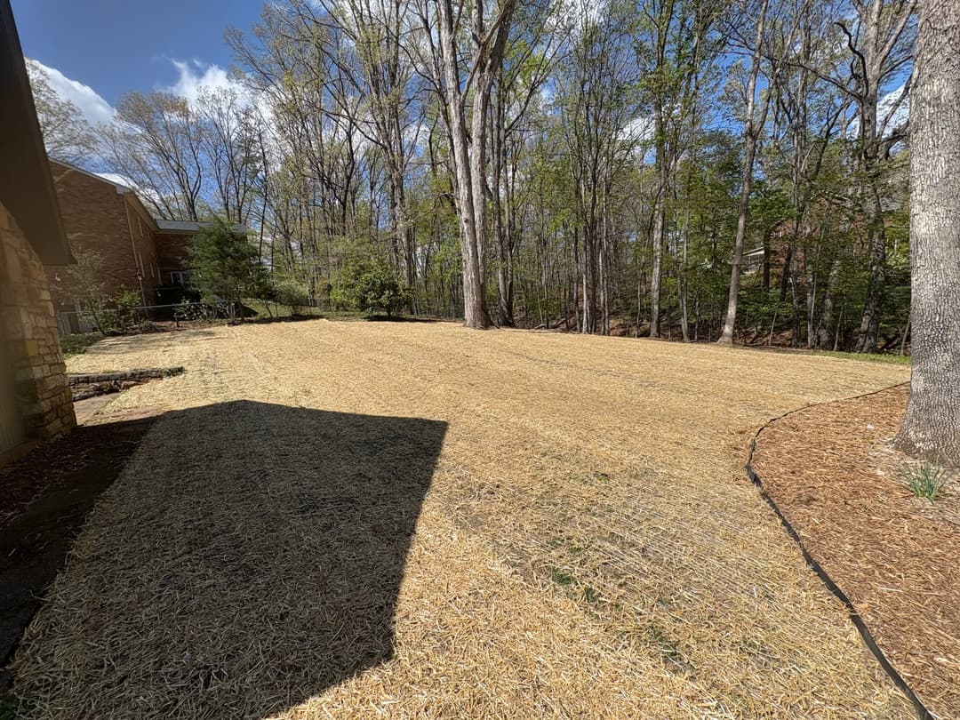 Cleared backyard with straw cover, surrounded by trees and blue sky. Ideal for landscaping.